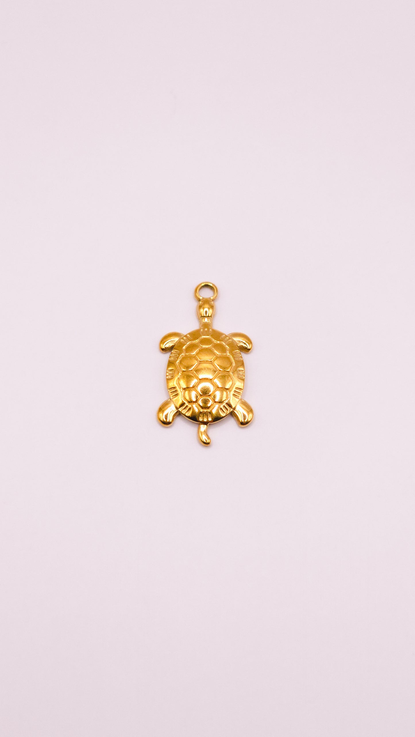 Grande tortue